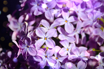 Fototapeta na wymiar lilac flowers on a black background