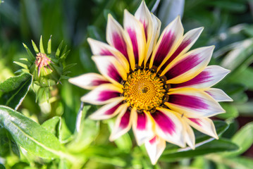 Gazania tigrata