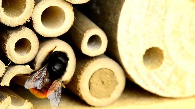 the European orchard bee closing a nest in an insect hotel