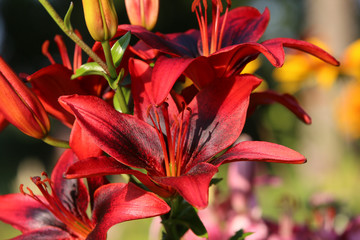 Red Asiatic Lily, close-up, sharpness on one of the flowers, blurred green garden background