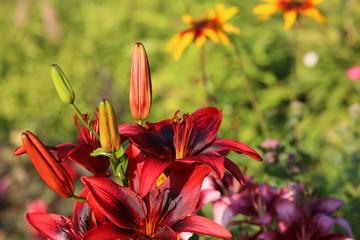 Red Asiatic Lily, close-up, sharpness on one of the flowers, blurred green garden background