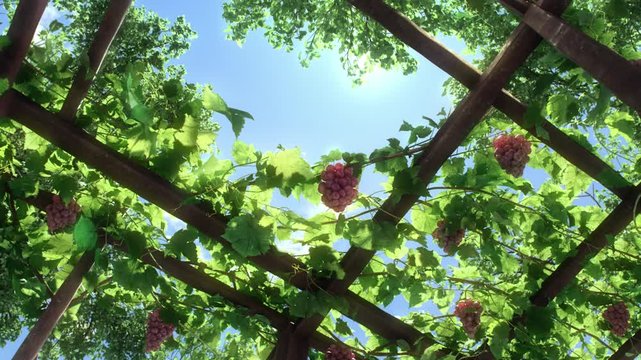 High-angle shot of purple grapes hanging on grape arbors, harvested vineyard in the sunlight with blue sky background