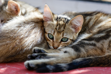 Chats