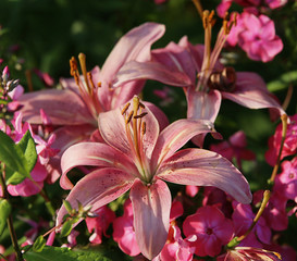 lily pink flower center close-up, sharpness in the middle of the flower, blurred green garden background