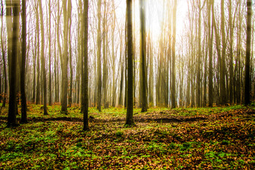 Poranek w lesie. Drzewa las tło.