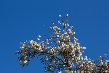 Low angle view of white flowers of a Magnolia Tree in front of a clear blue sky, Magnolia grandiflora