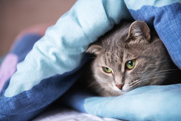 Beautiful gray cat with green eyes lying under the blanket. Close up. Selective focus.