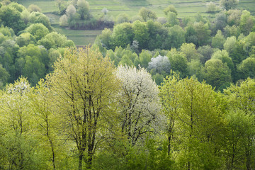 Green spring foliage in the forest hills