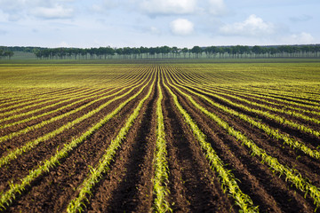 Fototapeta na wymiar Field of young corn
