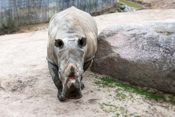 Fototapeta premium Big beautiful rhino on a walk. Close-up. Wild animals.