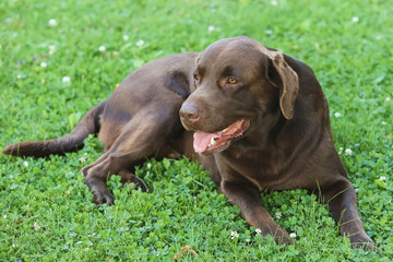 portrait of a brown labrador, gray beard, lying in a clover meadow and looking carefully at something