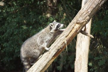 raton laveur
