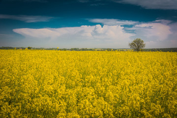 Fototapeta premium yellow rape field and cumulonimbus