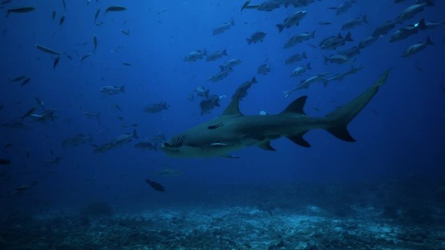 A beautiful Lemon Shark swimming in the deep blue underwater world of Fiji