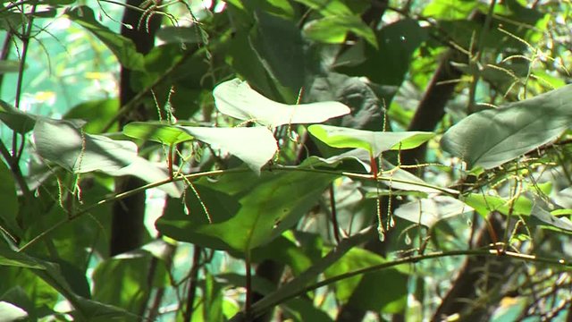 Closeup of japanese knotweed gently moving in wind, river in background, sunny
