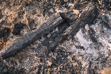 Remains of charcoal and ash after burning wood