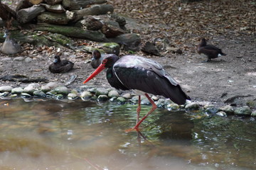 cigogne