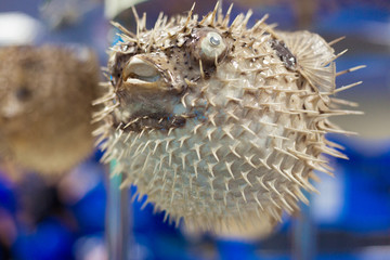 balloon fish in an aquarium © Ирина Бендер