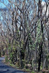Some scorched trees show signs of recovery after the Australian bushfires of Dec 2019 and Jan 2020