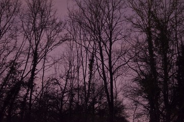 black trees in front of the purple night sky