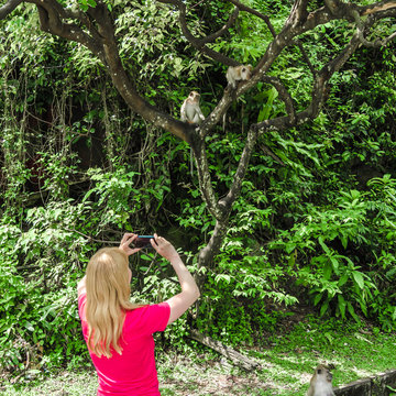 Woman takes pictures of monkeys, no face visible