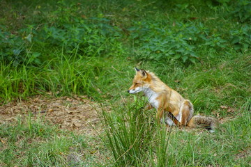 renard