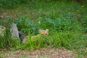 renard