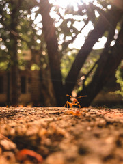 autumn leaves in the forest