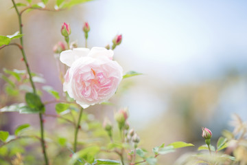 pink flowers in spring