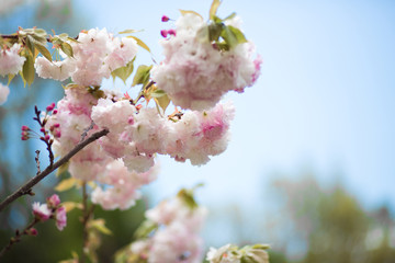 Sakura, cherry blossom, Sochi arboretum