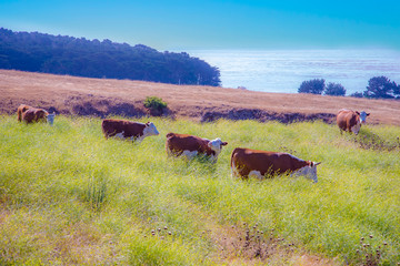cows grazing at the meadow with fresh grass at highway no 1 in california with atlantic view