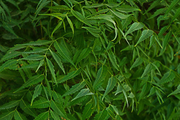 Obraz premium Azadirachta indica, commonly known as neem, nimtree or Indian lilac, commenly use for medicinal purpose