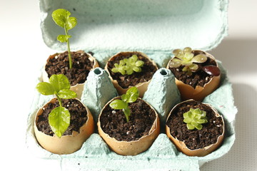 Fototapeta na wymiar Seedling growth in eggshells. Lemon tree and succulent plants in the egg-cup