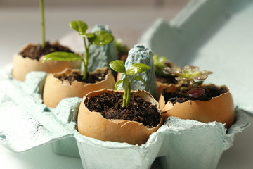 Seedling growth in eggshells. Lemon tree and succulent plants in the egg-cup