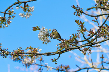 Blue Tit bird perched in white cherry blossom tree