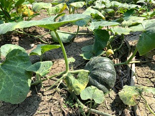 Pumpkin on ground in the garden