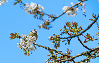Blue Tit bird perched in white cherry blossom tree