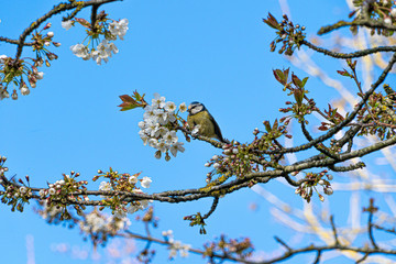 Blue Tit bird perched in white cherry blossom tree