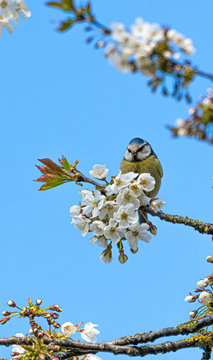 Blue Tit bird perched in white cherry blossom tree