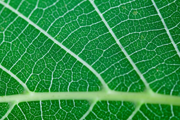 Green leaf texture pattern. Macro view plant skeleton and veins structure. Photosynthesis organic...