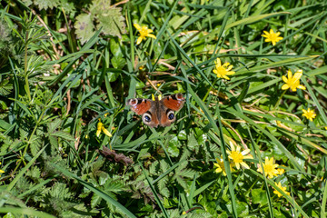 Peacock butterfly at rest in Cornwall UK