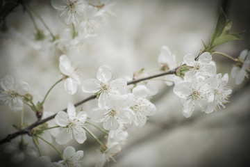 Obraz premium cherry blossom in spring