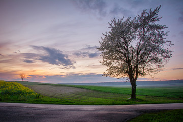 Fototapeta premium spring sunset on the road