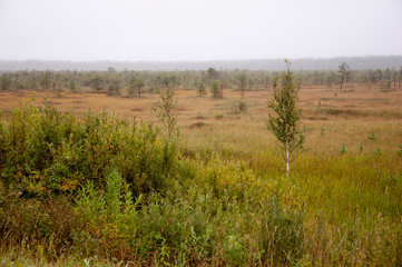 Small green trees of birch are growing in the meadow with blue sky above. Morning in the field with autumn fog and drops of water in the air. Dry grass. Beautiful mistery landscape