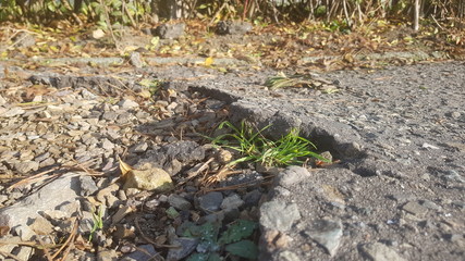 lizard on the ground