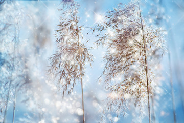 Dry reeds on cold sunny winter day