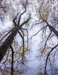 view from the bottom up on the tops of large trees against the sky, the leaves have already partially fallen