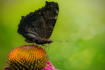 butterfly on a flower