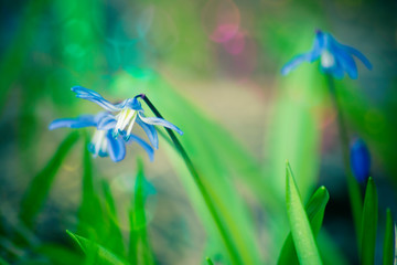 grasshopper on a flower