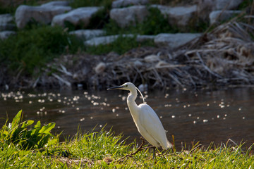 Beautiful little egret(white heron) on the grass.